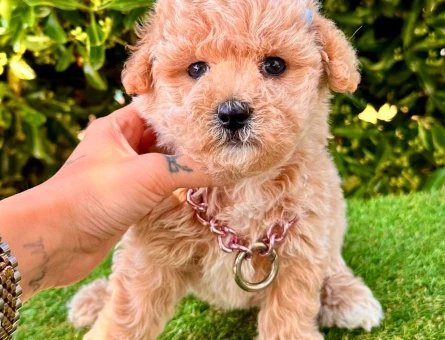 maltipoo mini bebekler - 6310