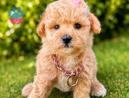 maltipoo mini bebekler