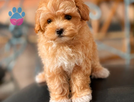 EVİNİZİN YENİ BEBEĞİ MALTİPOO