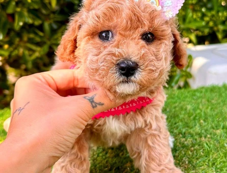 MALTİPOO YAVRULARIMIZ - 6314