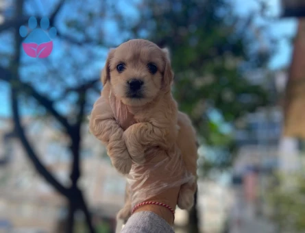 tüy dökmez koku yapmaz maltipoo bebekler - 6316