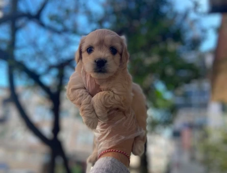 tüy dökmez koku yapmaz maltipoo bebekler - 6316