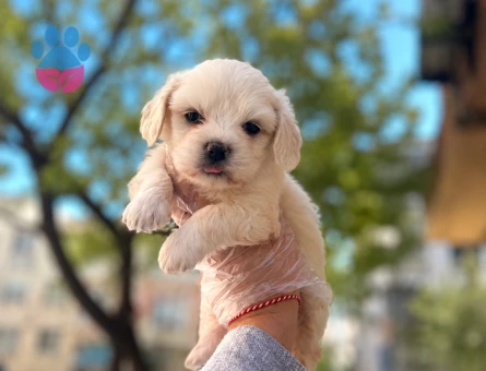 TÜY DÖKMEZ ÖZELLİKLİ MALTİPOO BEBEKLER