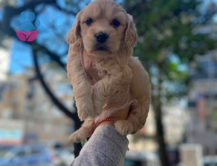 MALTİPOO TÜY DÖKMEZ KOKU YAPMAZ