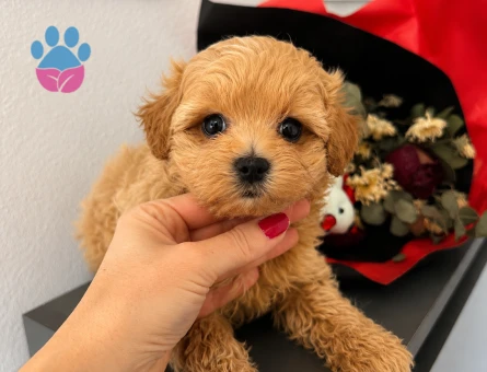 BABY FACE MALTİPOO BEBEKLER