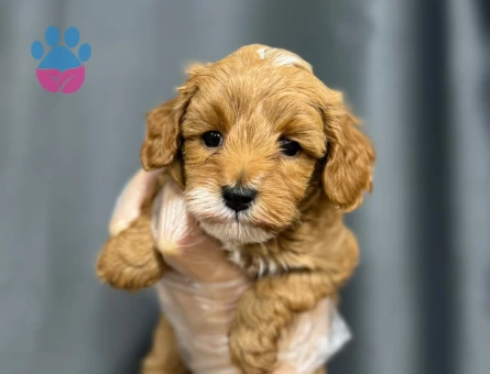 EVİNİZİN YENİ ÜYESİ MALTİPOO BEBEKLER - 6322