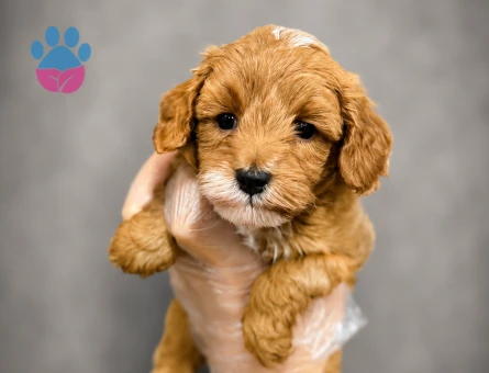 EVİNİZİN YENİ ÜYESİ MALTİPOO BEBEKLER