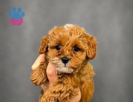 MİNİ MİNİ MALTİPOO BEBEKLER