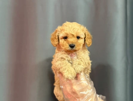 SÜT KAHVE MALTİPOO BEBEKLER - 6325