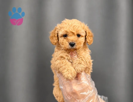 SÜT KAHVE MALTİPOO BEBEKLER