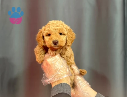 RED RENK MALTİPOO BEBEKLER - 6327