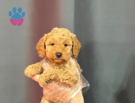 RED RENK MALTİPOO BEBEKLER - 6328