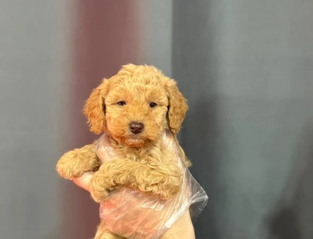 RED RENK MALTİPOO BEBEKLER - 6328