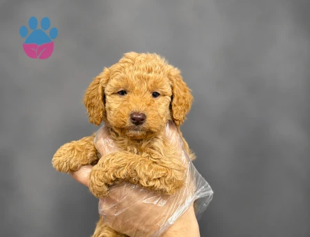 RED RENK MALTİPOO BEBEKLER
