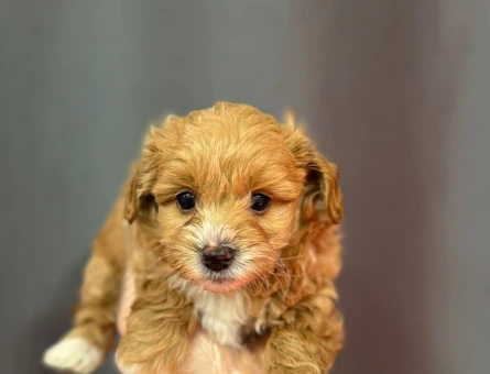 YENİ AİLESİNİ BEKLEYEN MALTİPOO BEBEKLERİMİZ - 6329