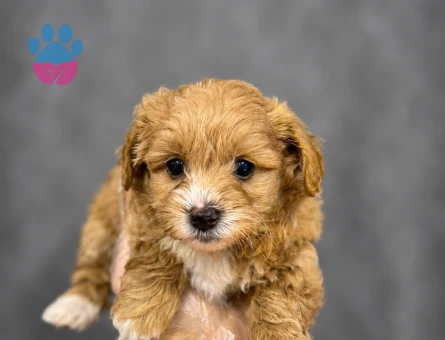 YENİ AİLESİNİ BEKLEYEN MALTİPOO BEBEKLERİMİZ