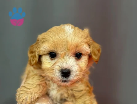 MİNİ MİNİ MALTİPOO BEBEKLER - 6330