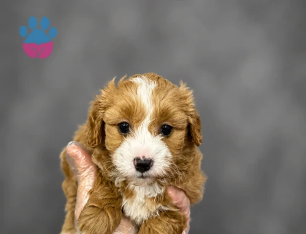 MALTİPOO YAVRULARI