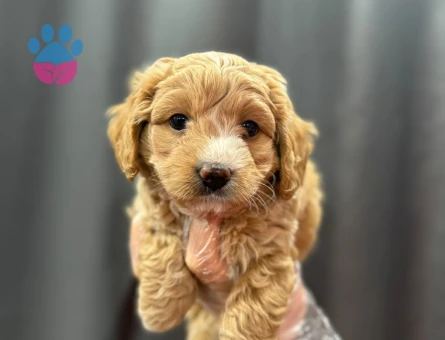 MALTİPOO YAVRULARIMIZ - 6333