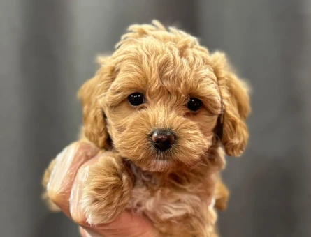 BAYB SURAT MALTİPOO BEBEKLER - 6334