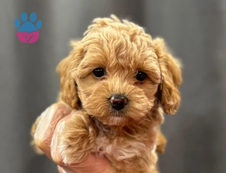 BAYB SURAT MALTİPOO BEBEKLER