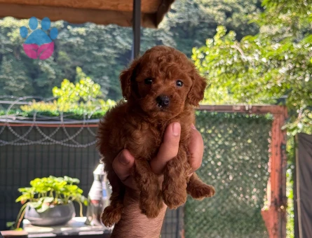 Safkan poodle bebekler.