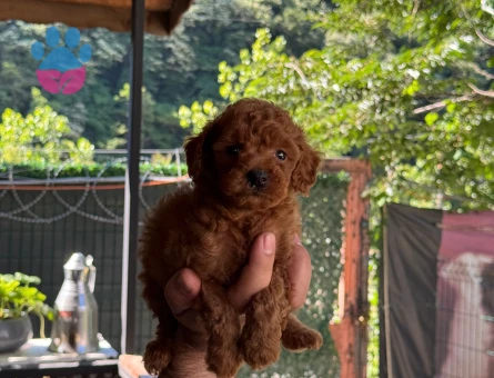 Safkan poodle bebekler. - 6335