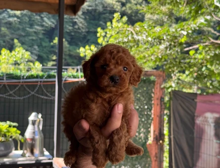 Safkan poodle bebekler. - 6335