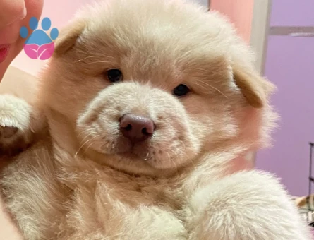 Chow chow Çin aslanı