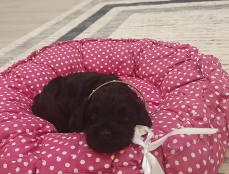 Bebek Toy Poodle Gece - 6338