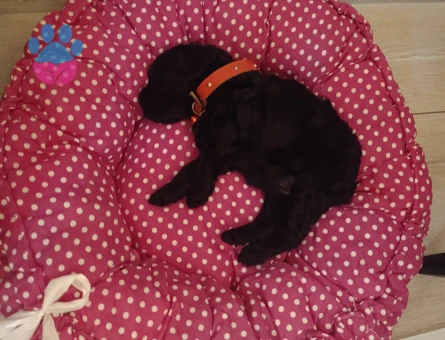 Bebek Toy Poodle Gece