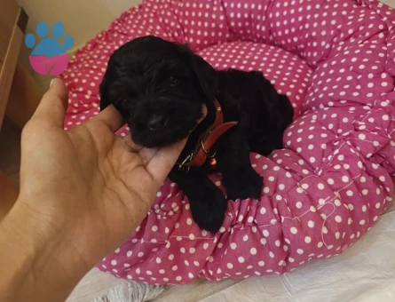 Bebek Toy Poodle Gece