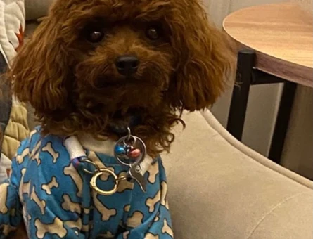 Toy Poodle 0 Numara Kore Oglumuza es ariyoruz - 6340