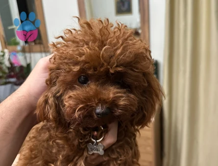 Toy Poodle 0 Numara Kore Oglumuza es ariyoruz