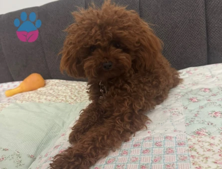 Toy Poodle 0 Numara Kore Oglumuza es ariyoruz