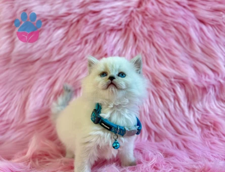 British Longhair Bluepoint Erkek