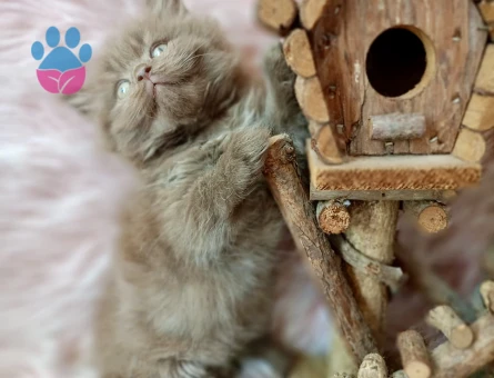 British Longhair Sıcak Çikolata Yavrumuz Erkek