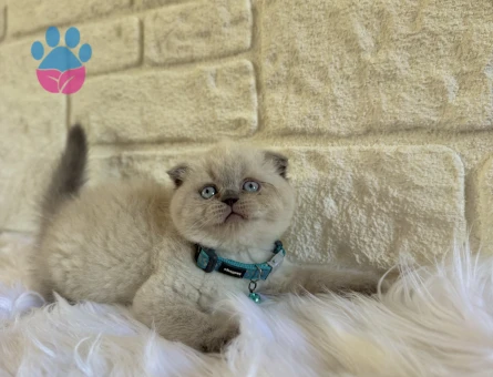 Scottish Fold Top Kafa 2 Aylık Erkek