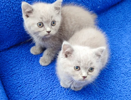 KAÇIRILMAZ PONÇİKLER YENİ YUVALARINI ARIYOR