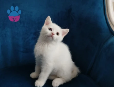 2 aylık british shorthair yavrularımız sahiplendirilecektir