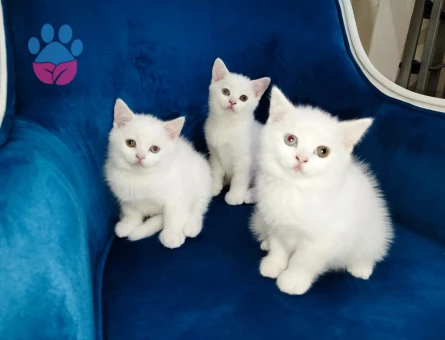2 aylık british shorthair yavrularımız sahiplendirilecektir