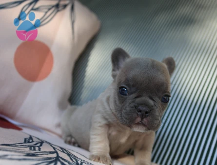 EGZOTİK FRENCH BULLDOG YAVRULARIMIZ HARİKA RENKLER VE ANATOMİ