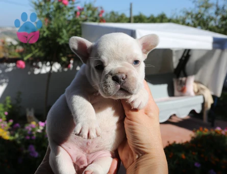 EGZOTİK FRENCH BULLDOG YAVRULARIMIZ HARİKA RENKLER VE ANATOMİ
