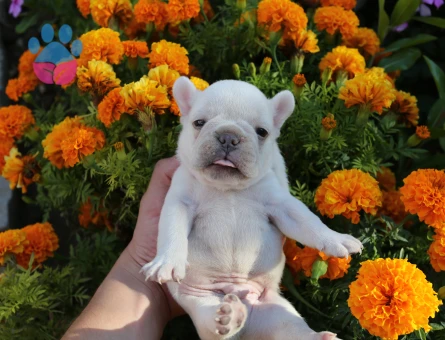 EGZOTİK FRENCH BULLDOG YAVRULARIMIZ HARİKA RENKLER VE ANATOMİ