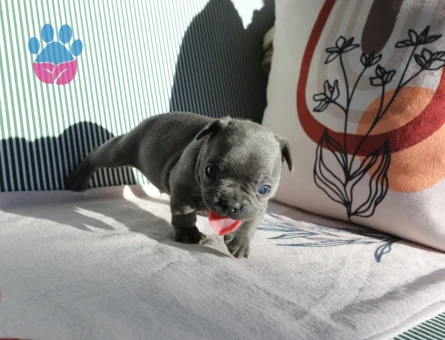 EGZOTİK FRENCH BULLDOG YAVRULARIMIZ HARİKA RENKLER VE ANATOMİ