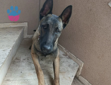 Melinois Belçika kurt 7 Aylık Yuva Arıyor