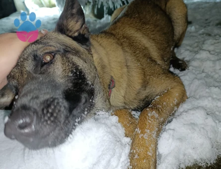 Melinois Belçika kurt 7 Aylık Yuva Arıyor