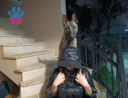 Melinois Belçika kurt 7 Aylık Yuva Arıyor