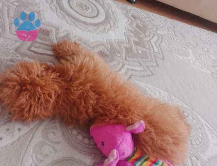 Maltipoo 7 Aylık Dişi Yuva Arıyor