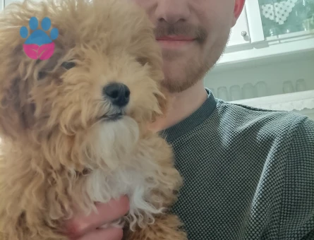 Maltipoo 7 Aylık Dişi Yuva Arıyor